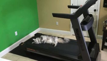 Nordictrack Commercial 1750 Treadmill Review