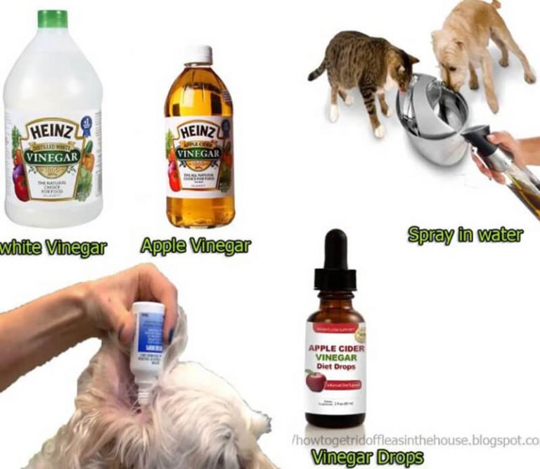 Free 62 Benefits Of Apple Cider Vinegar With Mother 2020 Nogii 0044