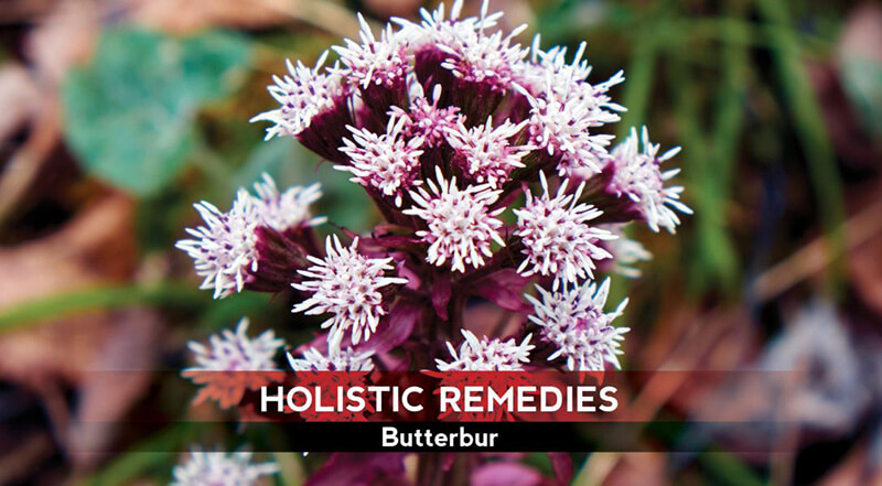 Best Butterbur Supplements – Top 10 Brands Reviewed for 2022